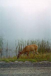 Deer - John DiGiorgio